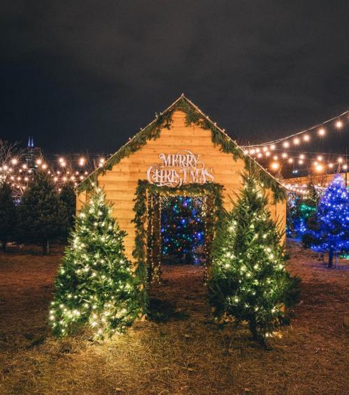 A festive wooden hut decorated with lights and surrounded by Christmas trees, with a "Merry Christmas" sign.