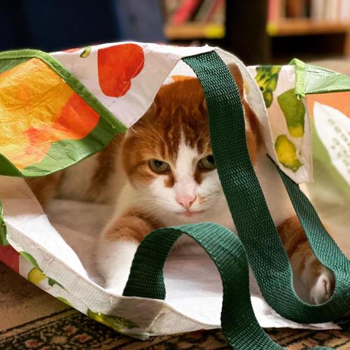 A ginger cat peeks out from inside a colorful reusable shopping bag.
