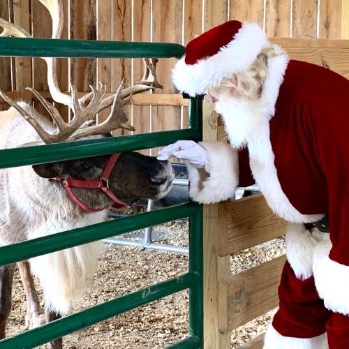 Santa Claus gently interacts with a reindeer through a green fence in a rustic barn setting.