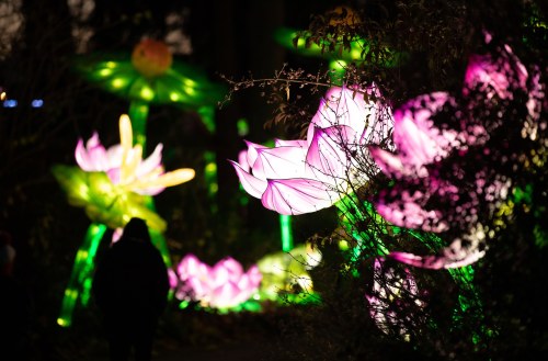Colorful illuminated flowers and plants in a garden at night, creating a vibrant and enchanting atmosphere.