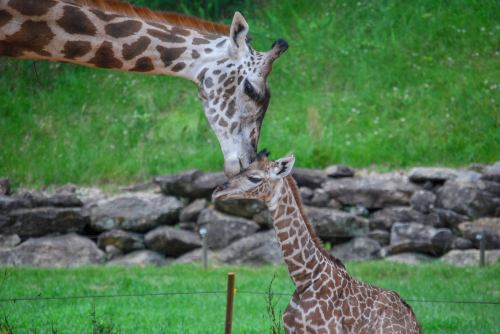 A mother giraffe gently nuzzles her calf in a lush green setting.