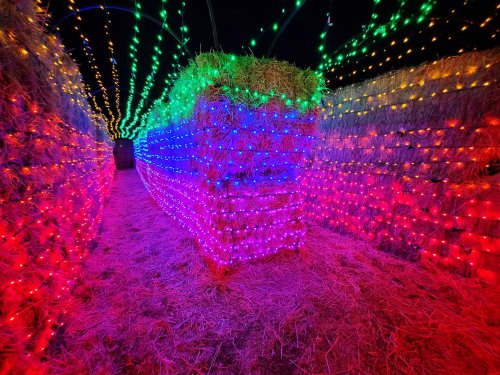 A colorful light display with hay bales creating a pathway, illuminated by vibrant red, green, blue, and yellow lights.