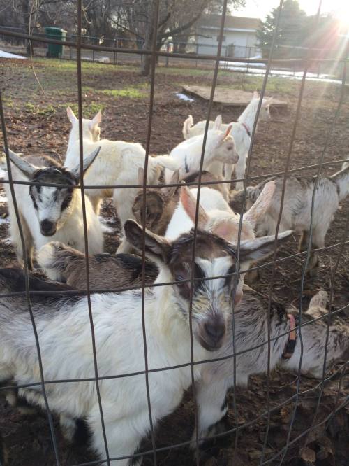 A group of goats gathered behind a wire fence in a muddy area, with some snow visible on the ground.