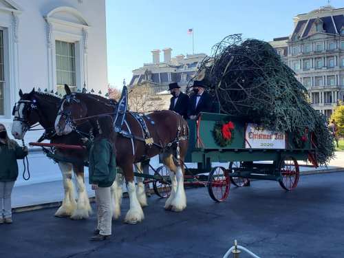 Two Clydesdale horses pull a festive wagon with a large Christmas tree, in front of a historic building.