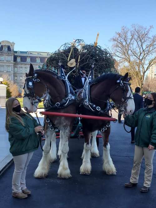 Two Clydesdale horses adorned with greenery stand beside two people in green jackets, with a festive atmosphere in the background.