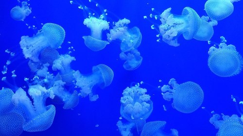 A vibrant underwater scene featuring numerous jellyfish floating gracefully in a deep blue background.