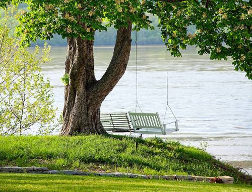 A serene riverside scene featuring a swing hanging from a large tree, surrounded by lush green grass and water.
