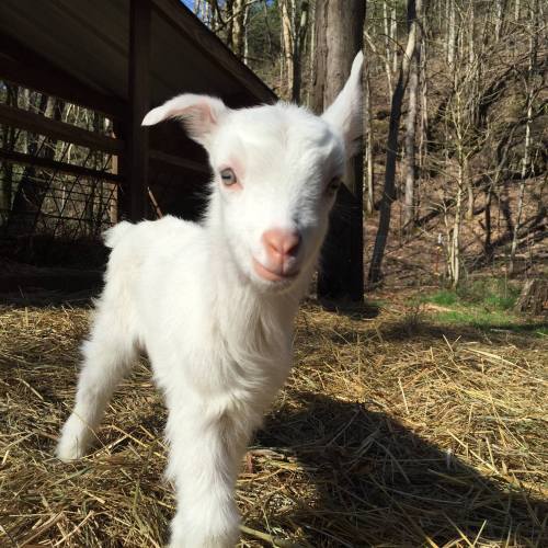 A playful white goat kid stands on straw, with a forest backdrop and sunlight filtering through the trees.