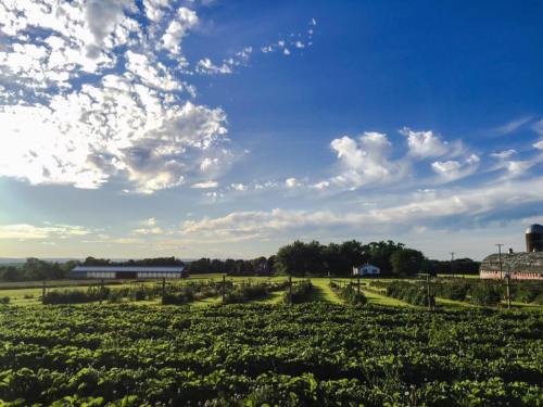 A vibrant farm landscape with lush green fields, a blue sky filled with clouds, and a few buildings in the distance.