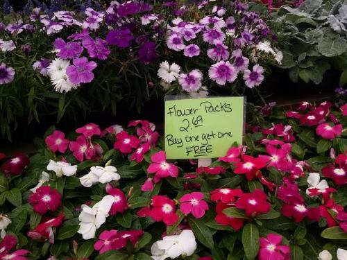 Colorful flower packs with a sign: "Flower Packs $2.69, Buy one get one FREE" among vibrant blooms.