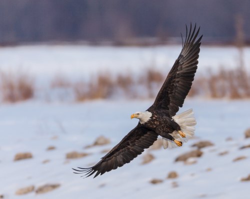 A bald eagle soaring gracefully over a snowy landscape, wings fully extended against a blurred background.