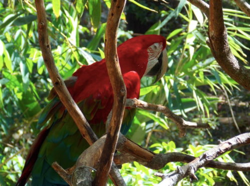 A vibrant red and green parrot perched on a branch among lush green foliage.