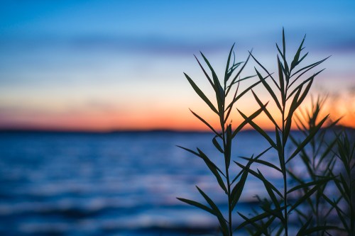 Silhouette of tall grass against a serene sunset over a calm body of water.