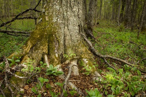 A close-up of a large tree trunk with textured bark and exposed roots, surrounded by green foliage in a forest.