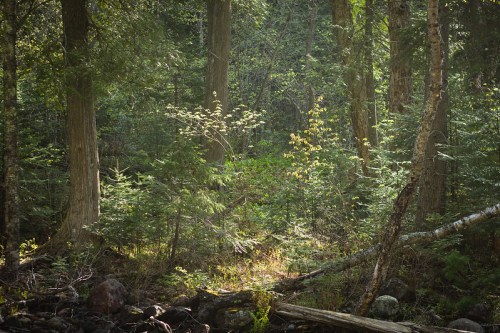 Sunlight filters through a dense forest, illuminating green foliage and trees amidst a serene, natural setting.