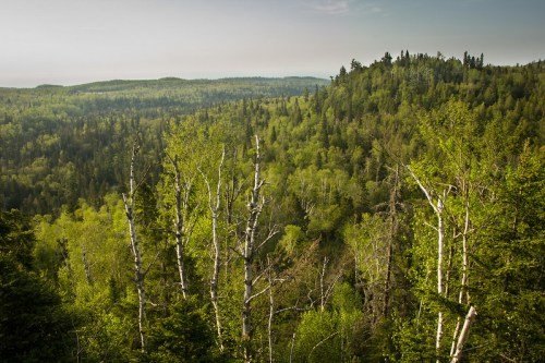 Lush green forest landscape with birch trees, rolling hills, and a misty horizon under a clear sky.
