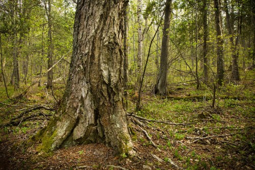 A close-up of a large tree trunk in a lush, green forest with sunlight filtering through the leaves.
