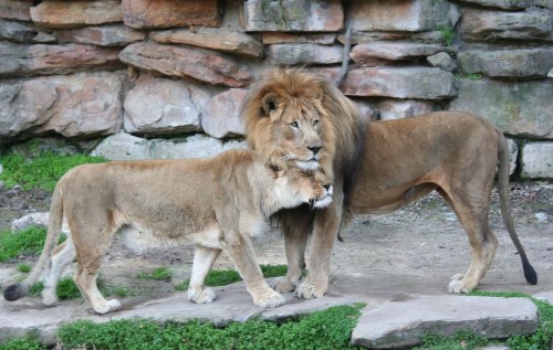 A lion and lioness stand close together on rocky ground, surrounded by greenery.