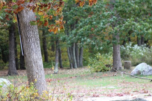 A wooded area with trees, autumn leaves, and a rocky ground, creating a serene natural landscape.