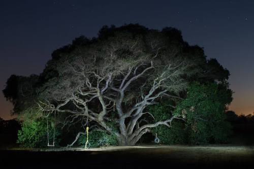 A large, illuminated tree at night with a swing hanging from a branch, surrounded by dark foliage and a starry sky.