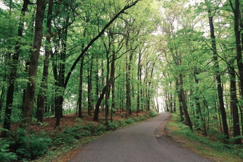 A winding road through a lush green forest with tall trees and dappled sunlight filtering through the leaves.