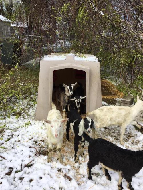 A group of goats, including black, white, and brown ones, gathered around a small shelter in a snowy yard.