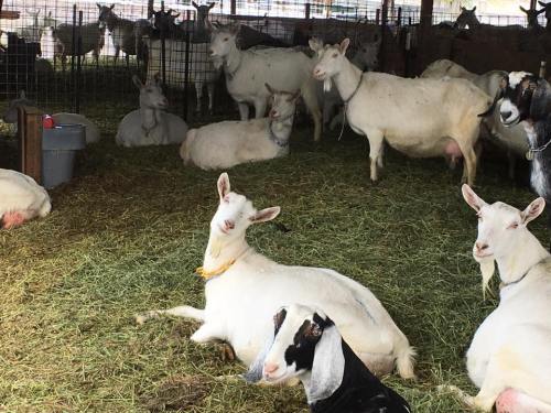A group of goats resting on hay in a barn, with some standing and others lying down.
