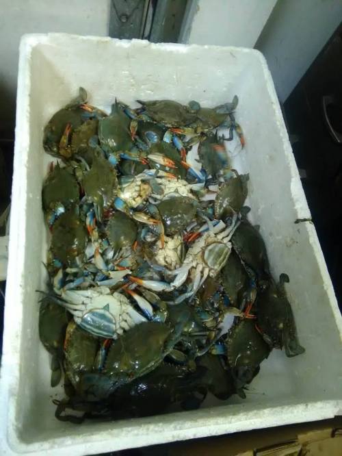 A white container filled with live blue crabs, showcasing their blue claws and shells.