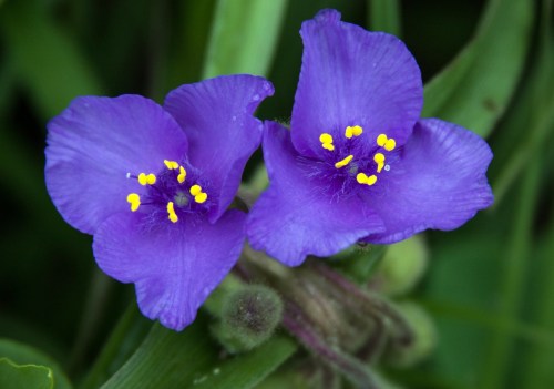 Two vibrant purple flowers with yellow stamens, surrounded by green foliage.
