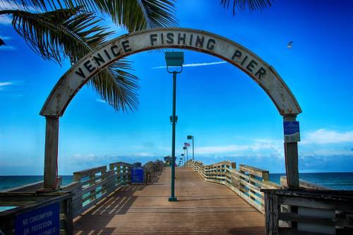 A view of Venice Fishing Pier under a blue sky, with palm trees and a wooden walkway leading to the ocean.