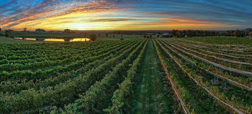 A panoramic view of lush vineyards at sunset, with colorful skies reflecting on a nearby pond.