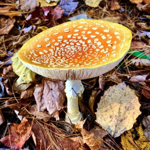 A vibrant orange mushroom with white spots, surrounded by fallen leaves on the forest floor.