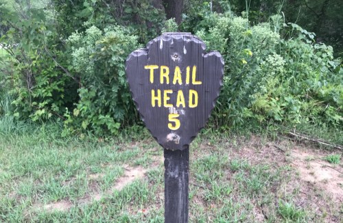 Wooden sign marked "Trail Head 5" surrounded by greenery and grass.