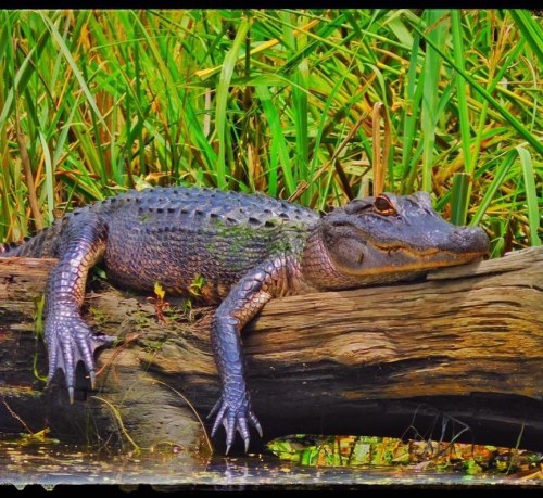 An alligator resting on a log near water, surrounded by tall green grass.