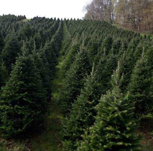 A vast field of evergreen Christmas trees arranged in neat rows under a cloudy sky.