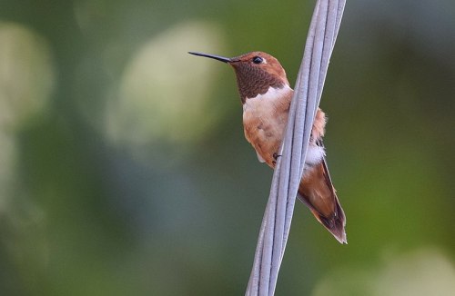 A small hummingbird perched on a thin branch, with a blurred green background.