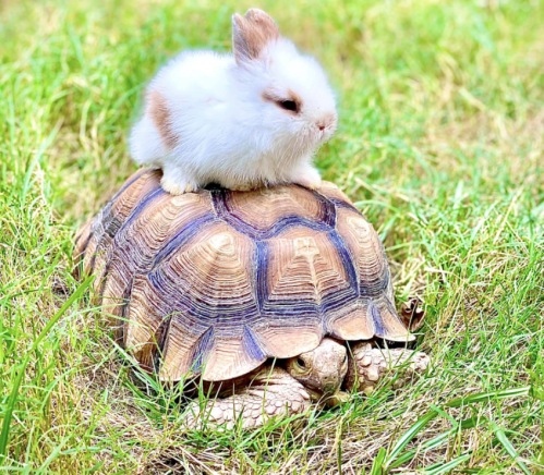 A small white bunny sits on the back of a tortoise, both resting on green grass.
