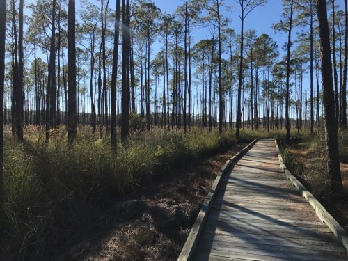 A wooden boardwalk winds through a sunny forest of tall pine trees and lush greenery.