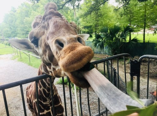 A close-up of a giraffe extending its long tongue to reach for leaves, with greenery in the background.