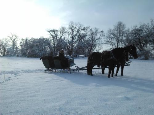 A horse-drawn sleigh in a snowy landscape, with trees in the background and a person seated in the sleigh.