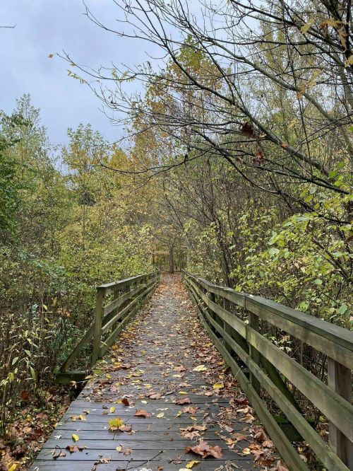 A wooden boardwalk through a forest, lined with trees and scattered autumn leaves, under a cloudy sky.
