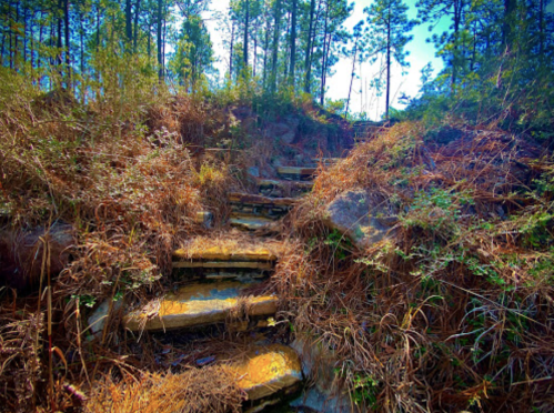 A sunlit path of wooden steps leads through a forested area with tall trees and dry grass.