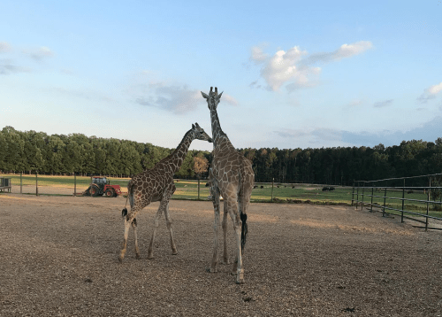 Two giraffes stand together in a field, with a tractor and trees in the background under a blue sky.