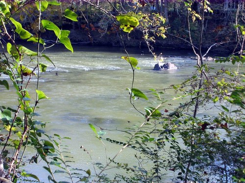 A serene river flows through a wooded area, framed by green leaves and rocks in the water.