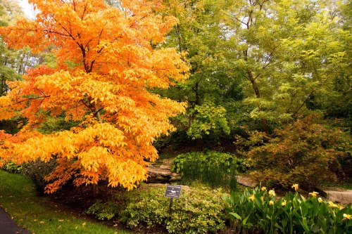 A vibrant orange tree stands beside lush greenery and a small pond in a serene garden setting.