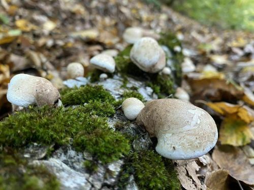 Close-up of mushrooms growing on a moss-covered log, surrounded by fallen leaves in a forest setting.