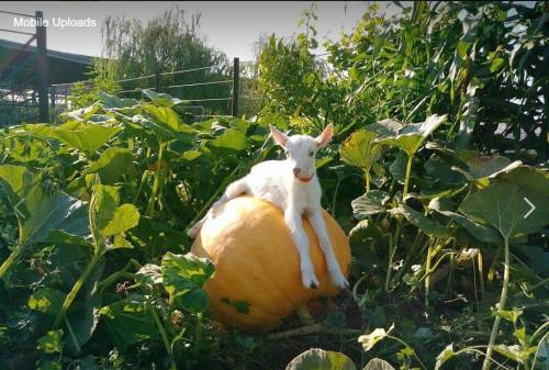 A small goat lounging on a large pumpkin surrounded by green plants in a sunny garden.