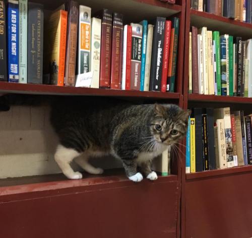 A cat peeks out from a bookshelf, surrounded by colorful books on the shelves.