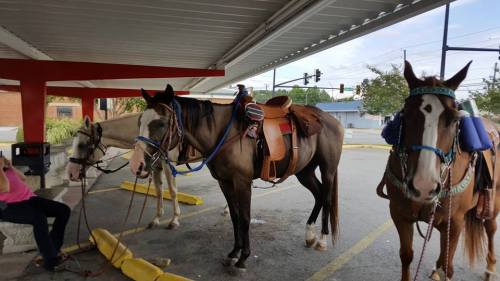 Three horses with saddles stand under a covered area, while a person sits nearby.