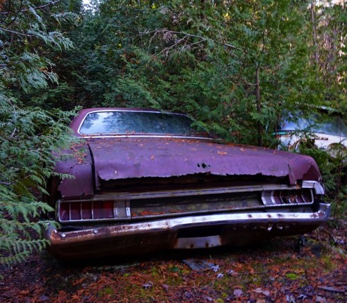 An old, rusty car partially hidden among dense green foliage in a forested area.